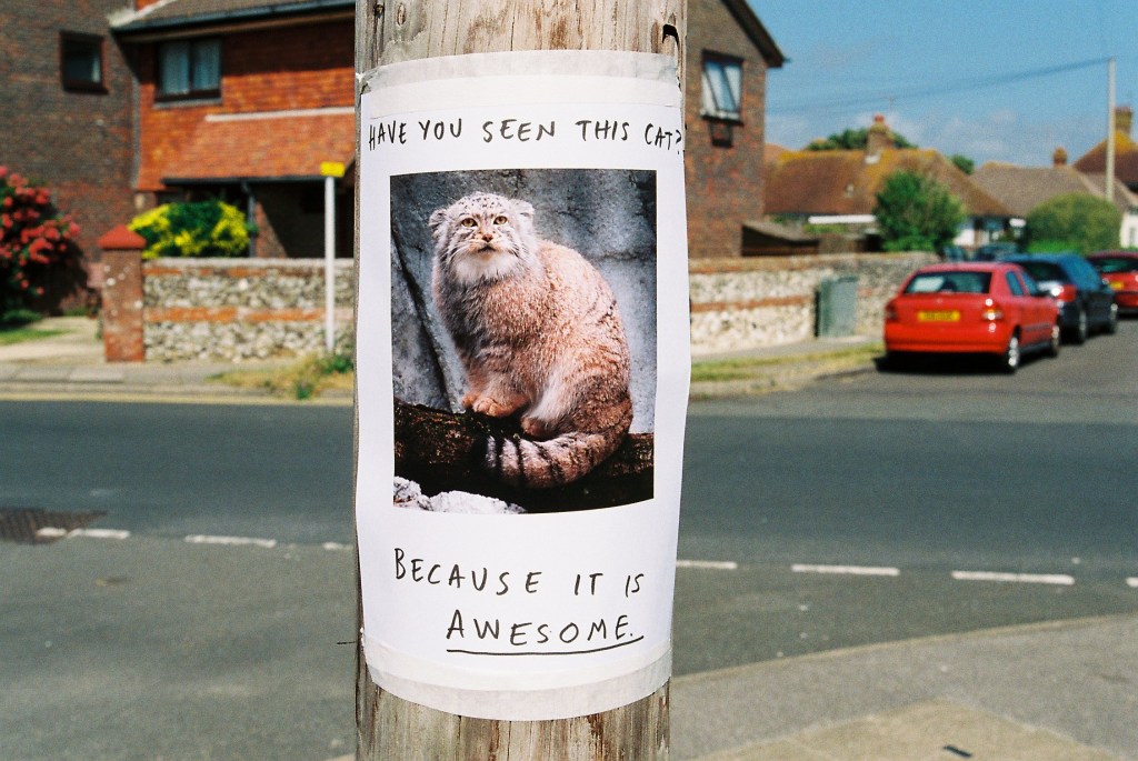 A photo of a telegraph post with a typically British residential suburb in the background. An A4 sign, with a picture of an unusual looking fluffy tabby bearded cat, is taped to the telegraph post. The words have you seen this cat? Because it is awesome. Are written in capital letters. 