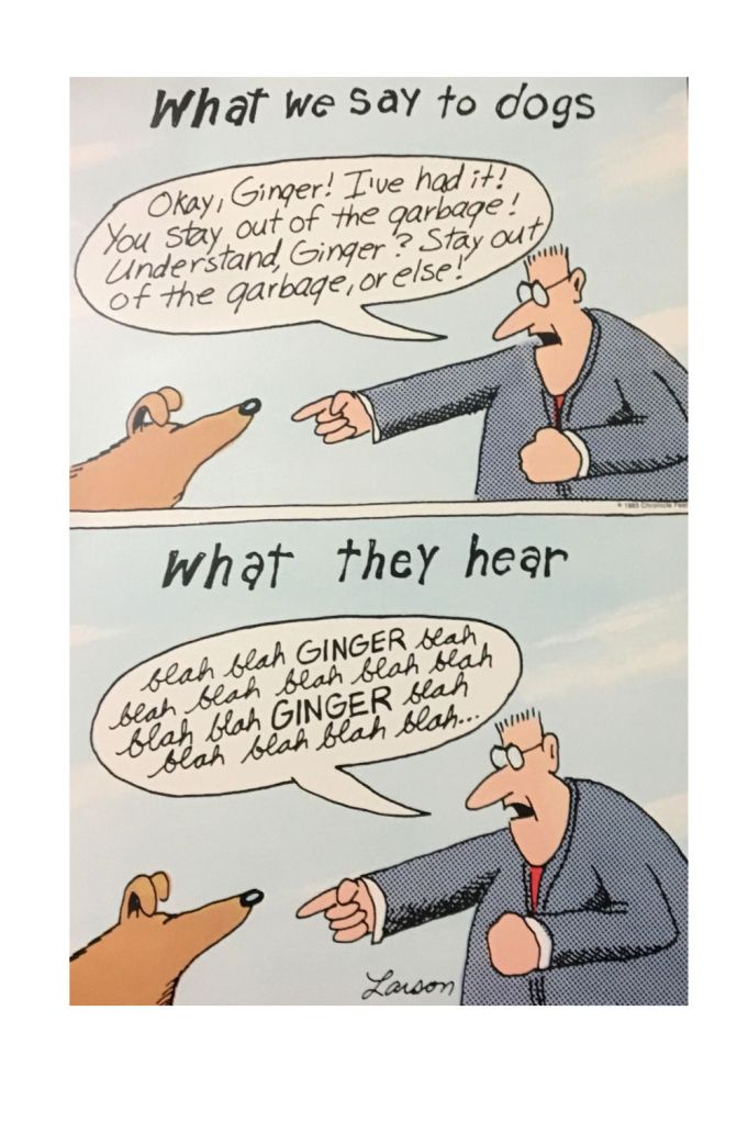 A Far Side comic. Panel one titled "What we say to dogs" show a man pointing at a bemused dog as he shouts "Okay, Ginger! I've had it. You stay, out of the garbage! Understand, Ginger? Stay out of the garbage, or else!". In panel two titled "what they hear" we see the same scene but the speech bubble is replaced with "blah blah blah blah Ginger blah blah blah Ginger blah blah blah"
