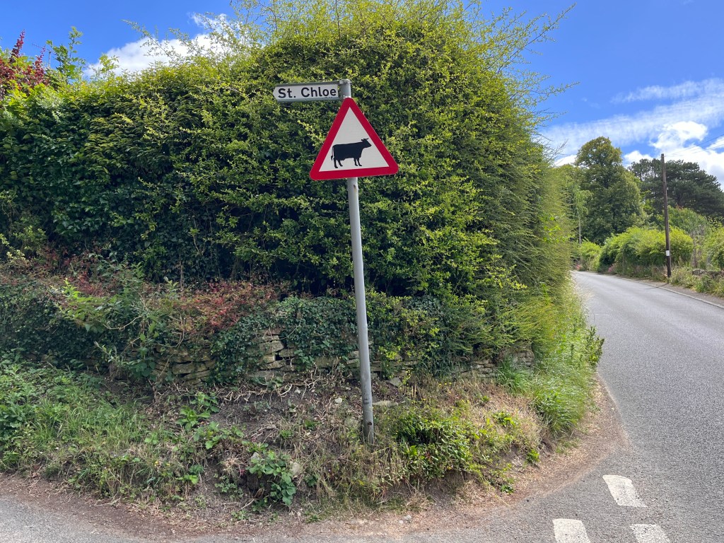 A country lane and a hedge with a cow warning sign in front of it.