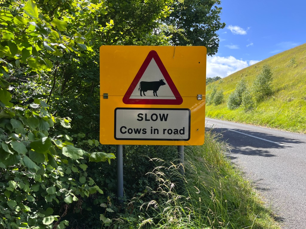 A large orange reflective sign with aw cow warning sign and the words SLOW cows in road under it