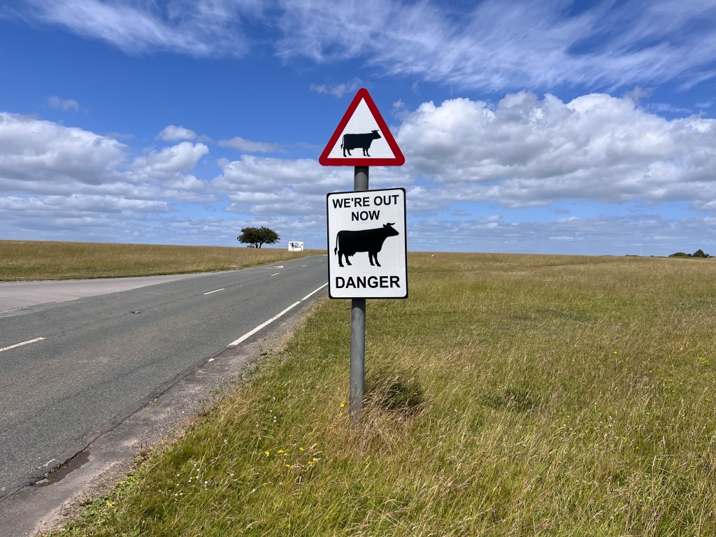 A road next to a grass field, with a cow warning sign and another warning sign under it saying We're out now DANGER alongside a picture of a cow