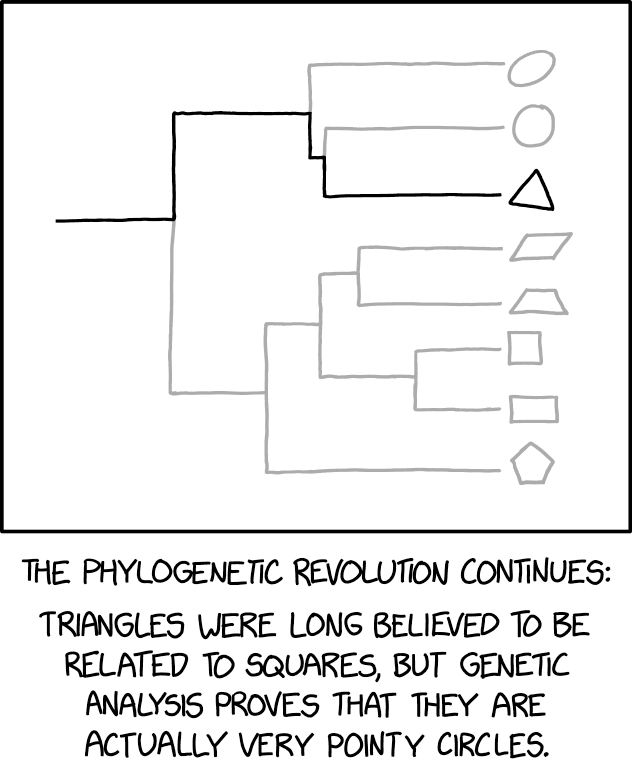 Black and white diagram showing the effective family tree of shapes. It reads THE PHYLOGENETIC REVOLUTION CONTINUES: TRIANGLES WERE LONG BELIEVED TO BE RELATED TO SQUARES, BUT GENETIC ANALYSIS PROVES THAT THEY ARE ACTUALLY VERY POINTY CIRCLES.
