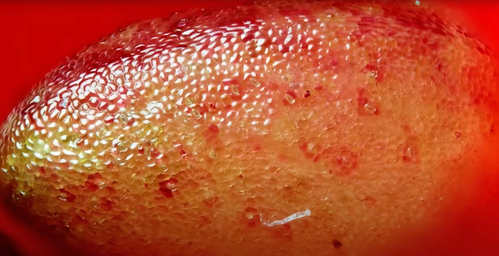 What looks like an enormous red and yellow textured ballon, or the surface of some land mass covered in connecting pools of strange goo is actually the tiny and surprisingly shiny textured surface of a minuscule strawberry seed.